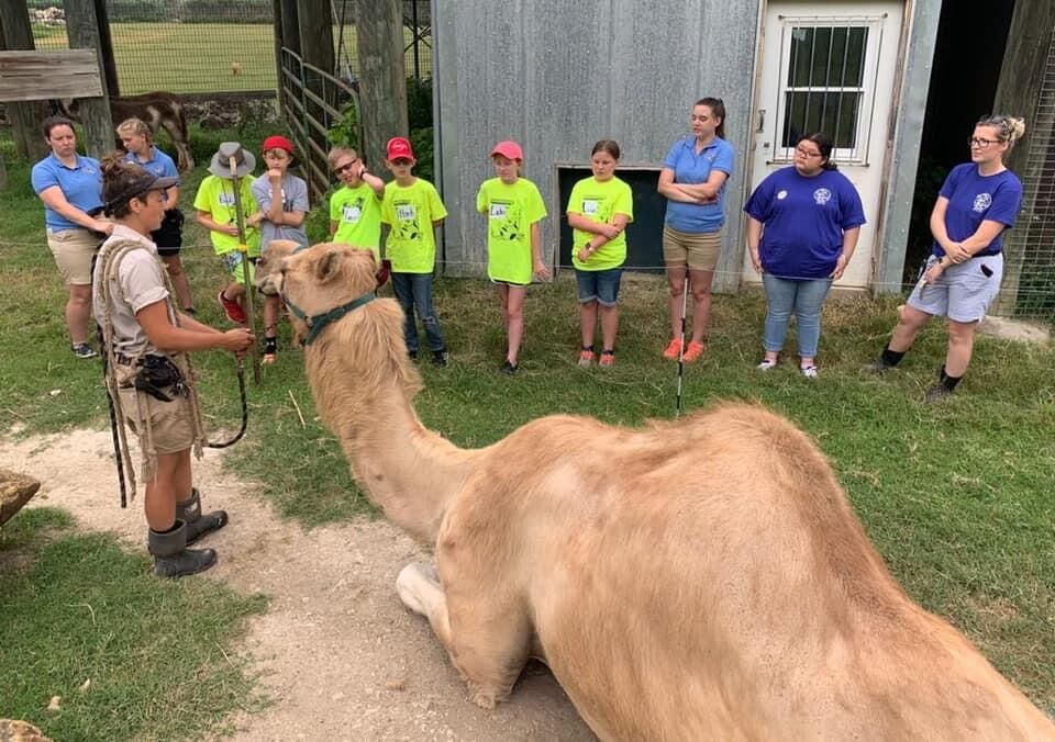 Animal attraction